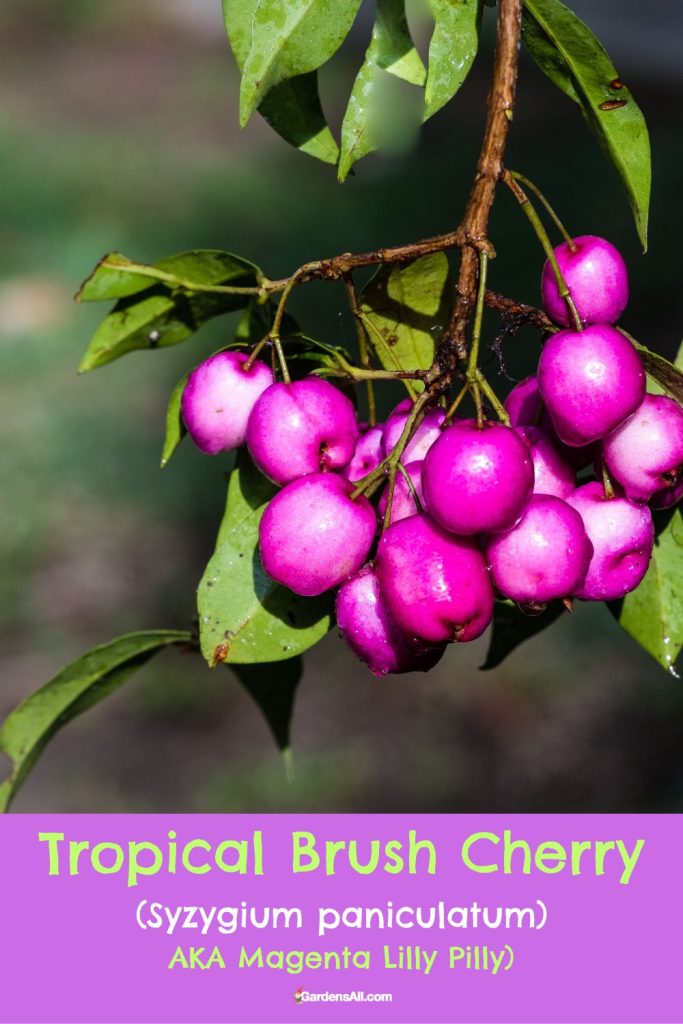 Tropical Cherry (Syzygium paniculatum) AKA Brush Cherry or Magenta Lilly 
