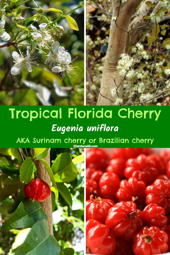 Tropical Florida Cherry, Eugenia uniflora, AKA Surinam cherry or Brazilian cherry
