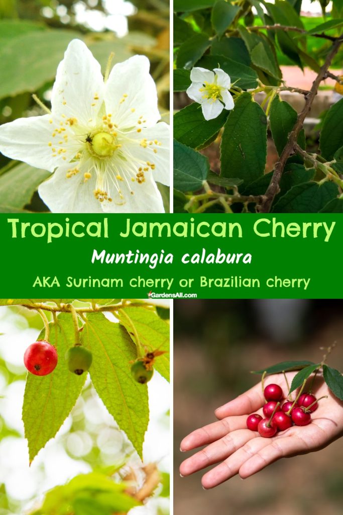 Tropical Jamaican Cherry, Muntingia calabura, AKA Surinam cherry or Brazilian cherry