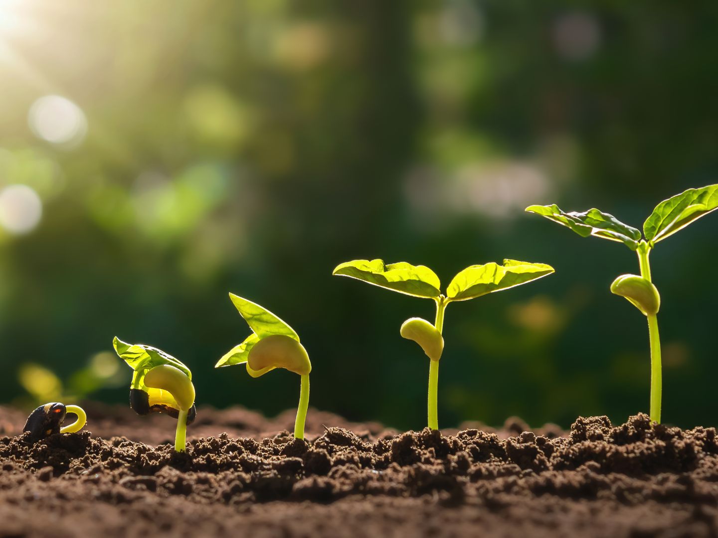 What Does True To Seed Mean For Plants GardensAll