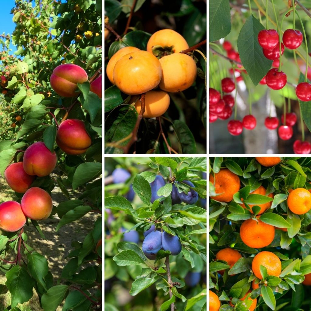 when-is-the-best-time-to-plant-fruit-trees-by-zone-and-state-gardensall