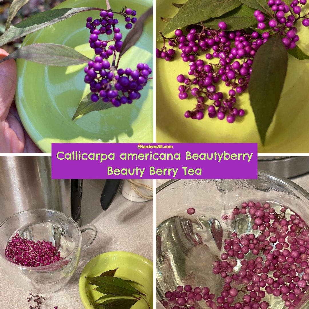Beautyberry Benefits and Uses of Berries, Leaves and Roots GardensAll