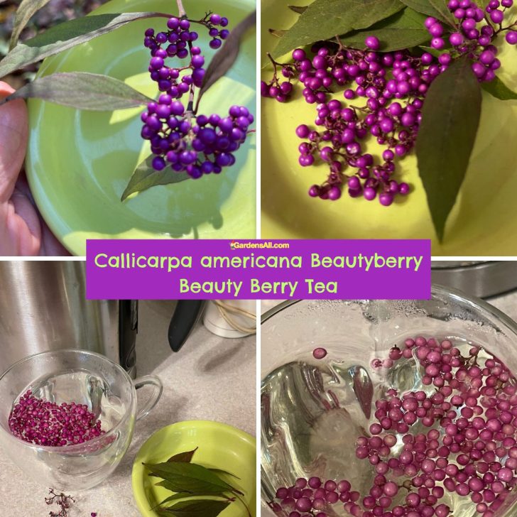 Callicarpa americana Beautyberry Beauty Berry Tea 1200x1200