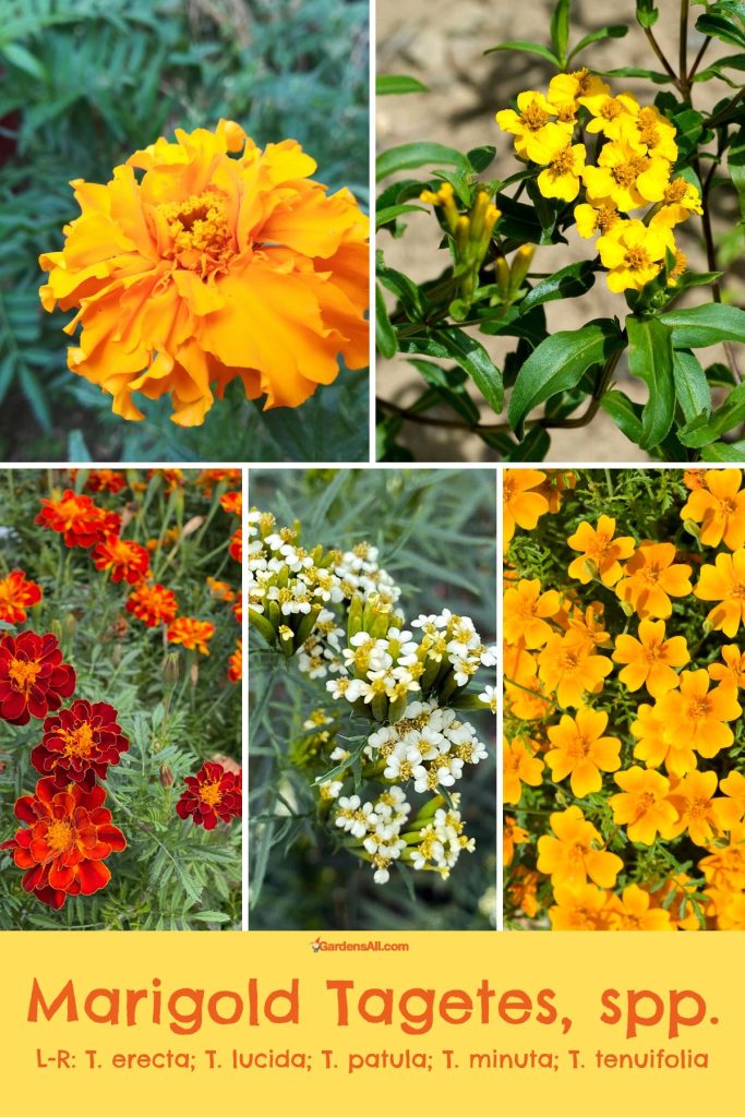 Marigold Tagetes, spp.
L-R: T. erecta; T. lucida; T. patula; T. minuta; T. tenuifolia