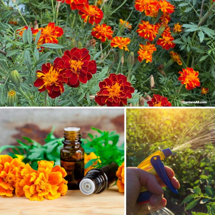 marigold as insecticide