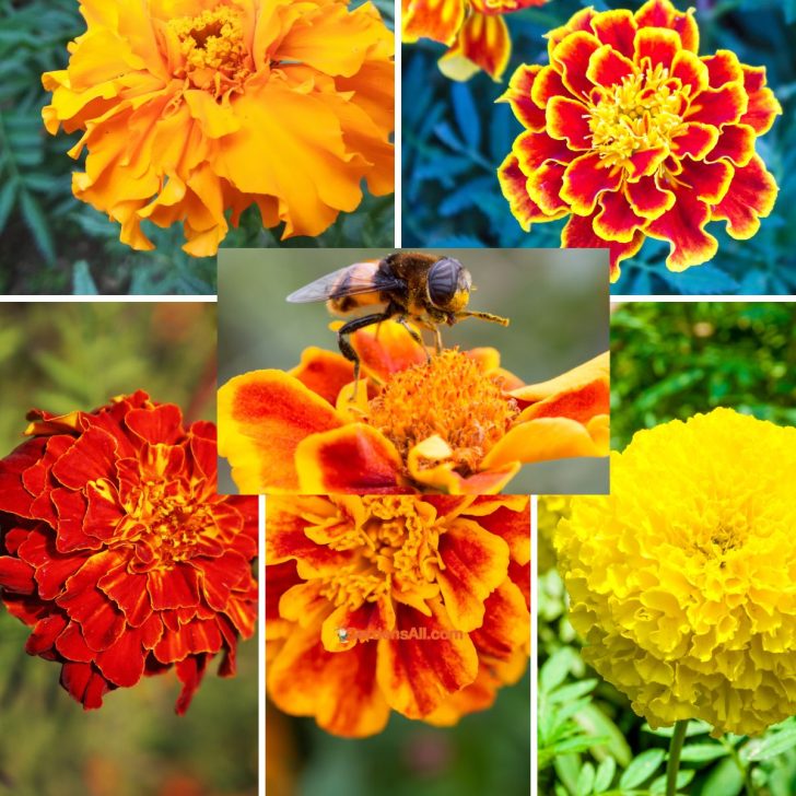 Tagetes Marigold Benefits & Uses: Discover The Gifts of This Powerful Plant
