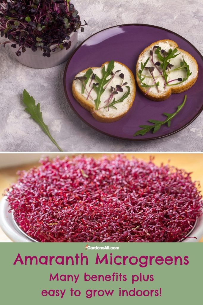 Amaranth microgreens growing and used on sandwiches. Many benefits plus easy to grow indoors.
