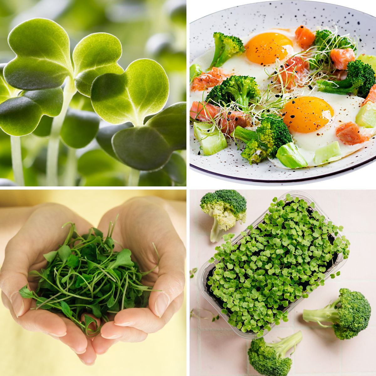 Broccoli Microgreens Nutrients and Benefits GardensAll