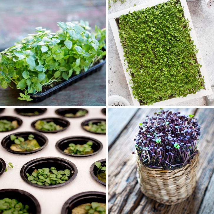 Ways to grow basil microgreens