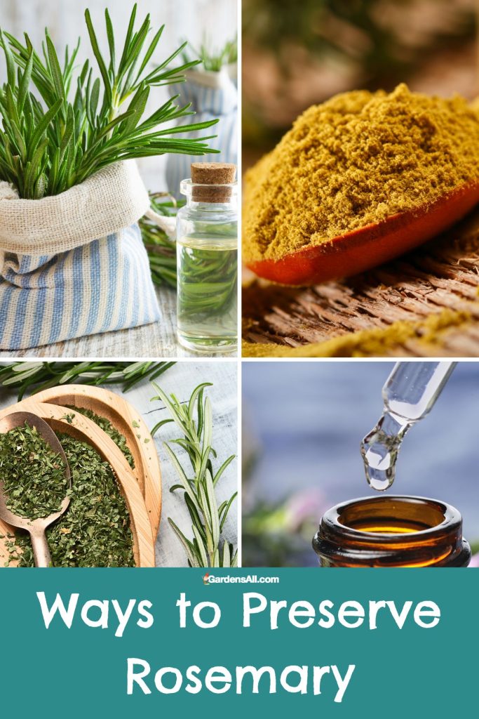 Ways to Preserve Rosemary herb
