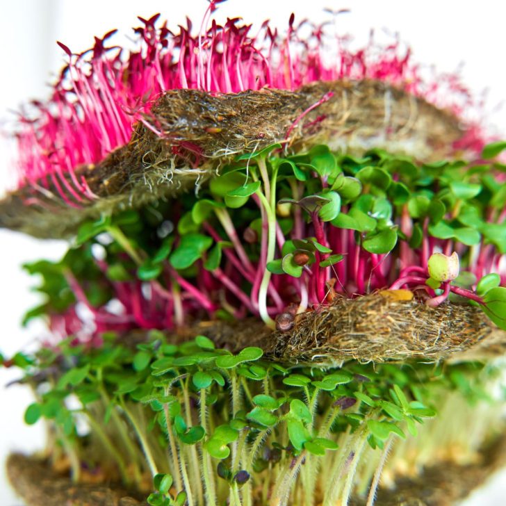 healthiest microgreens to grow