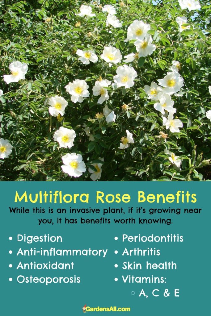Multiflora rose medicinal uses and benefits