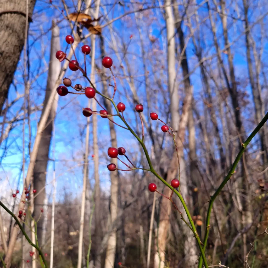 Rosa multiflora rose hips, ready to harvest in winter. Image via Lean6Life.com