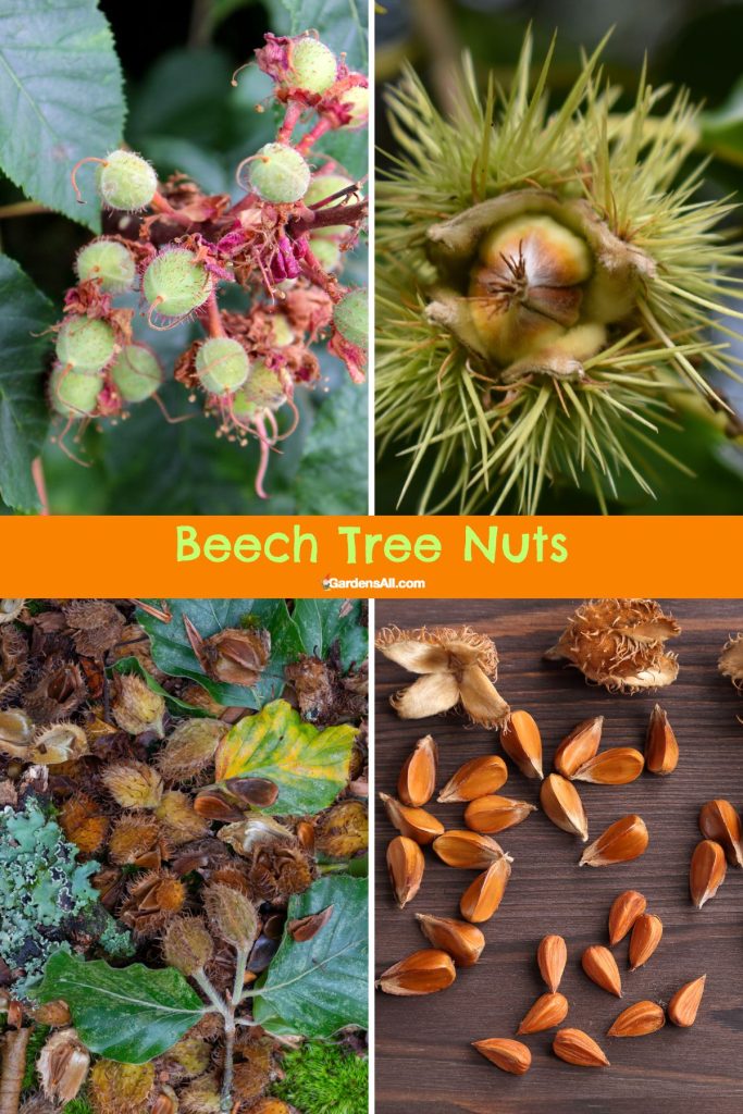 Beech tree nuts