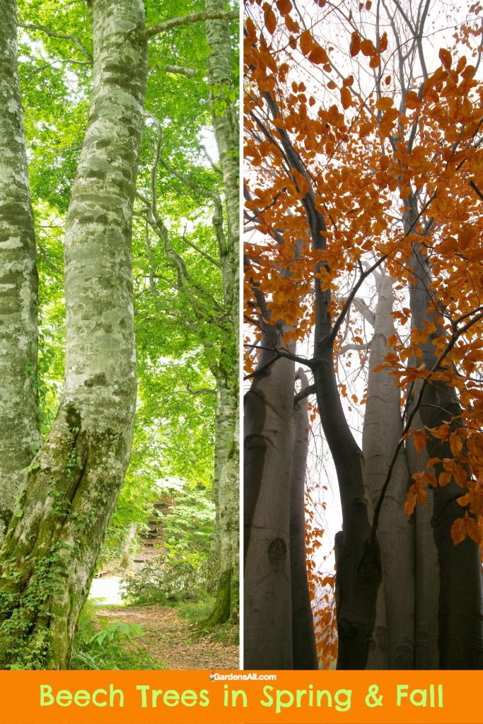 Beech trees in spring and fall.