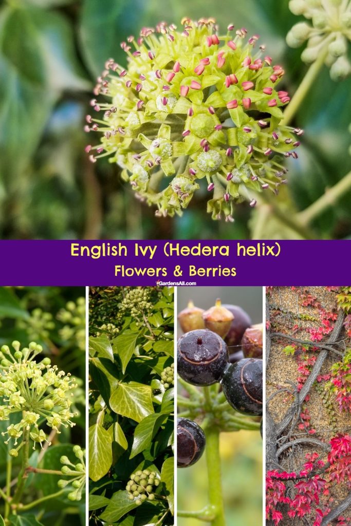 English Ivy Hedera helix-leaves flowers berries