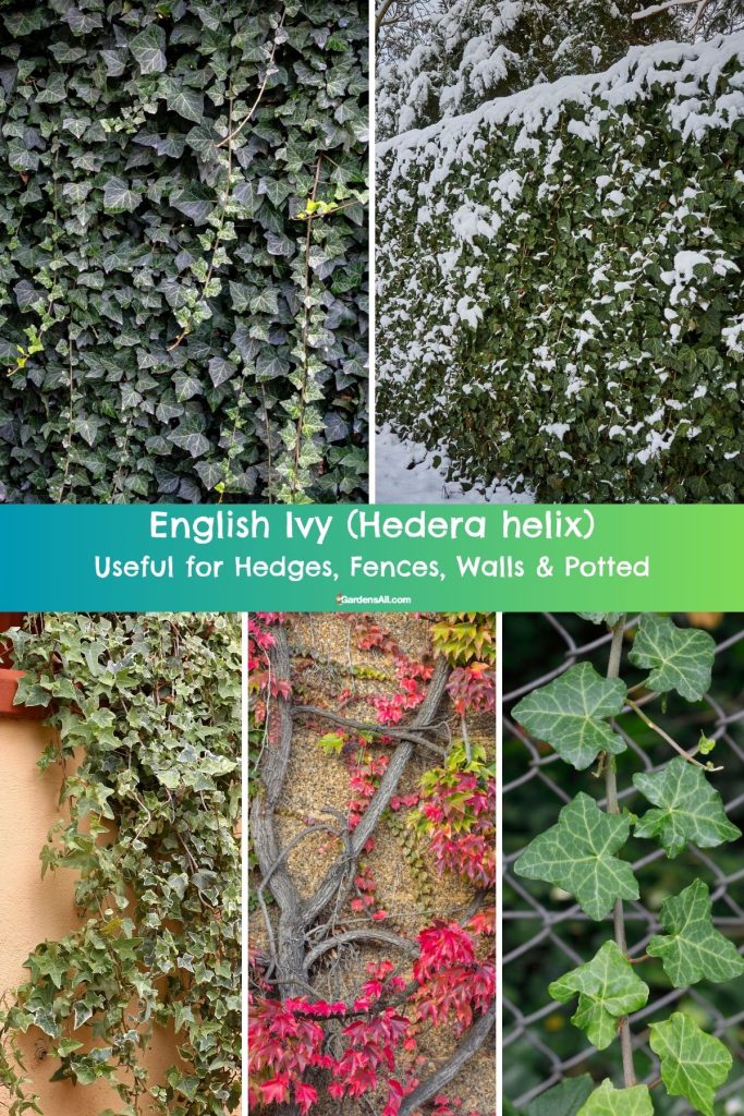 English Ivy for hedges, fences, walls, landscape and pots