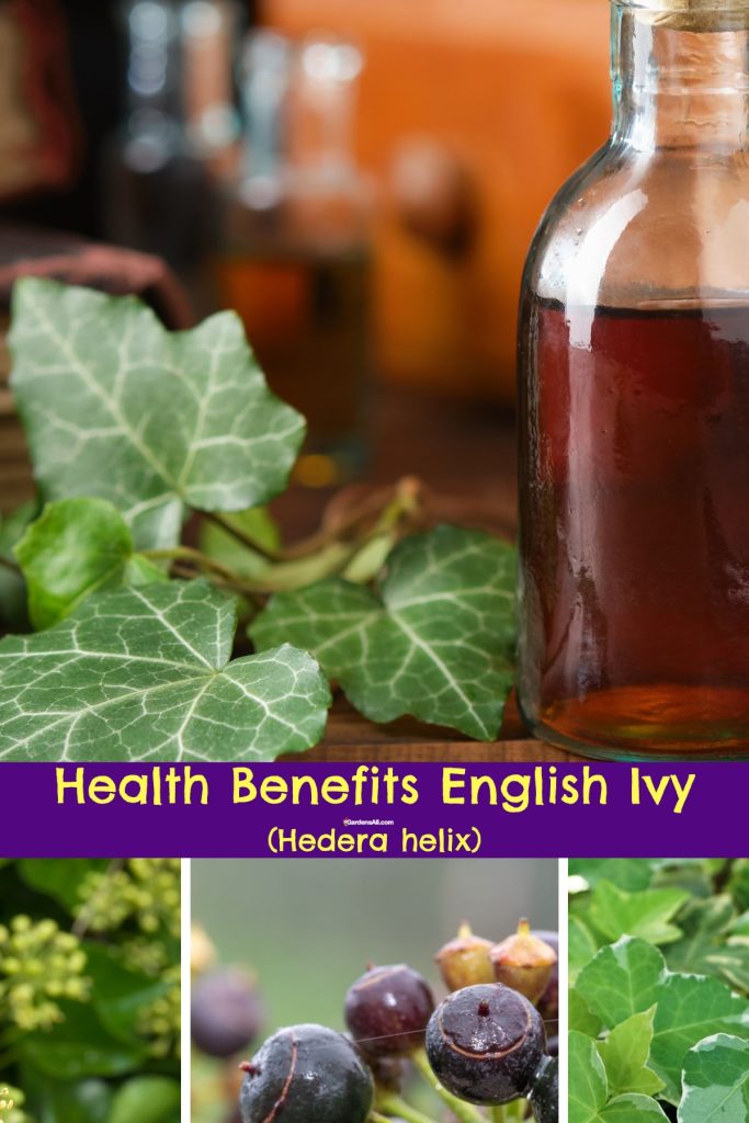 Discover some of the health benefits of English Ivy (Hedera helix)