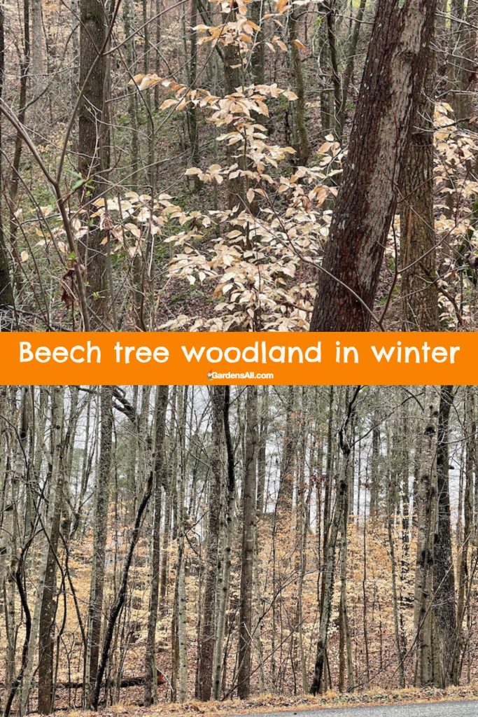 Beech tree woodland in winter in Walkertown, North Carolina.