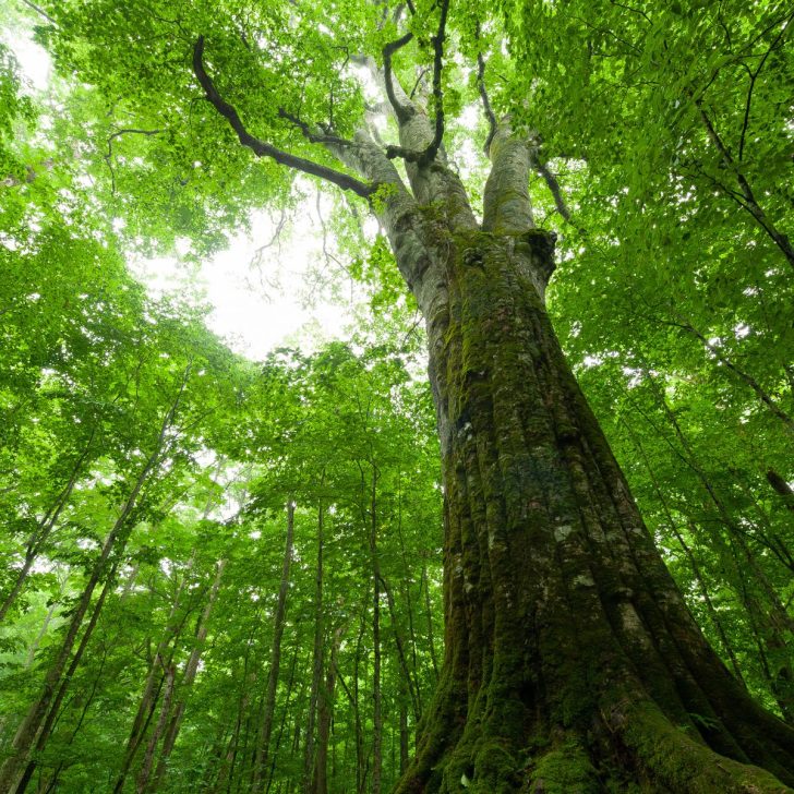 Majestic Huge beech tree at lake Towada, Japan