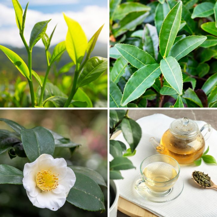 Camellia Sinensis Tea Plant-square-4 grid