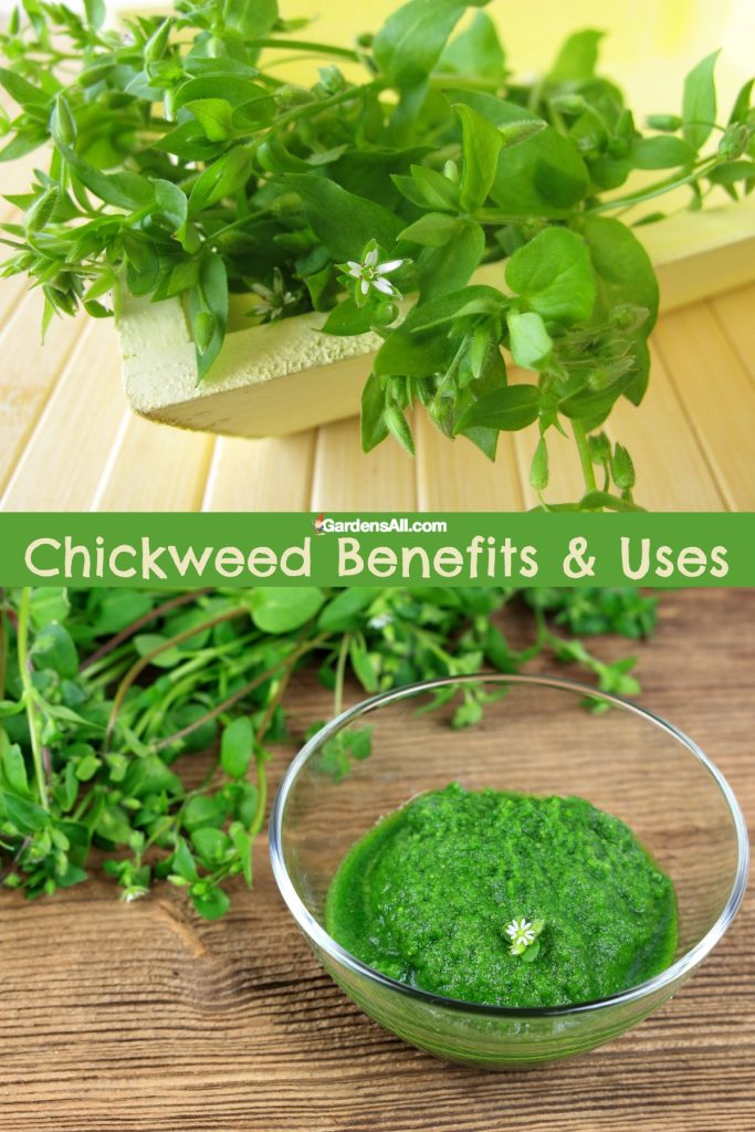 Chickweed benefits and uses are both edible and medicinal.