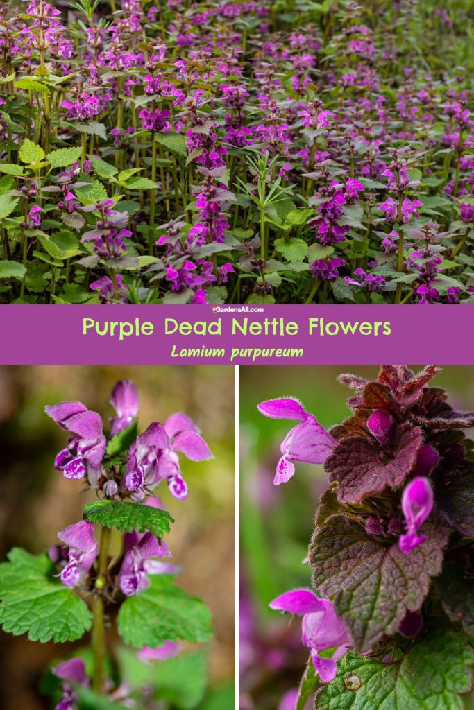 Purple dead nettle flowers.